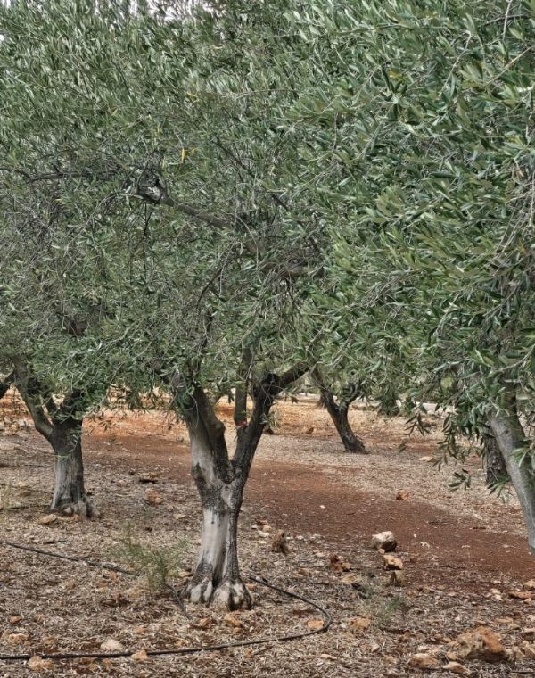 תמונה של 30 שנה של מסורת: פסטיבל ימי ענף הזית - למטייל בישראל (טיולי)